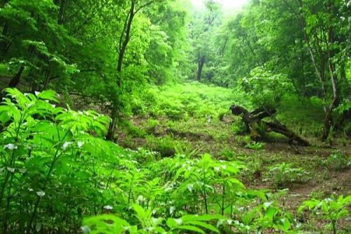 تصویب ساماندهی گردشگری جنگل های شمالی و سواحل شمالی و جنوبی