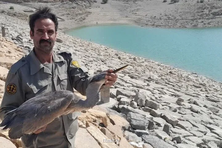 حواصیل خاکستری بعد از درمان به زیستگاه دالانکوه برگشت